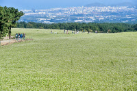 [新팔도명물] 척박한 환경 일구며 산 제주도민의 상징 '메밀'