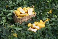 [新팔도명물] 5월의 금빛 향연 '여주금사참외'