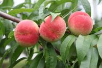 [新팔도명물] 하늘이 농사지은 '충주 하늘작 복숭아'