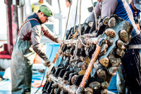 [新팔도명물] 풍미 자랑하는 바다의 산삼 '진도 전복'