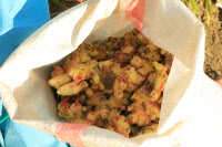 [新팔도명물] 환절기 건강과 면역력을 생각한다면 '완주 봉동생강'