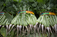 [新팔도명물] 여름철 지친 입맛 살려주는 '일산 열무'