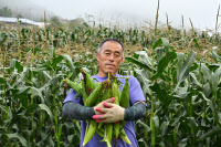 [新팔도명물] 톡톡 터지는 식감 여름철 별미  '강원도 옥수수'