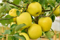 [新팔도명물] 농촌진흥청 선정 '탑푸르트 재배 단지'… 우수성 인정받은 '장성 사과'