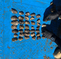 경기도 '3배체 굴' 시험양식 순항