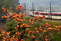 [新팔도명물] 전국에서 유일하게 씨 없는 감 '청도반시'
