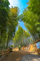 [新팔도명물] 지역경제 살리는 효자… 경남 거제 맹종죽