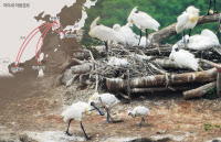 [멸종위기 '저어새'와 공존 꿈꾸는 동아시아·(上)] 그들의 천국, 월동지 대만 타이난시를 가다