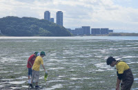 [멸종위기 '저어새'와 공존 꿈꾸는 동아시아·(中)] 신도시·이상기후, 저어새에겐 '직격탄'… 좁아지는 월동지 서식환경