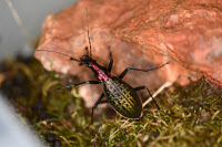 시흥 벅스리움, 멸종위기 윤조롱박딱정벌레 인공증식 성공