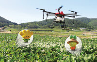 [新팔도명물] '10종 10색' 개성 뽐내는 '여수 돌산갓'