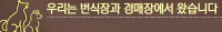 19만여마리 구해도 3만7천마리 안락사… "유기, 악순환 끊어야"