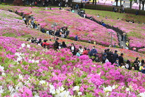 [내가 만난 군포] 봄철 군포의 색은 ‘분홍색’…군포 철쭉축제 가보니