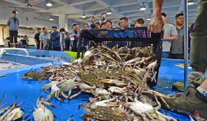 올해 봄 꽃게 드실 땐 ‘질보다 양’입니다 [위크&인천]