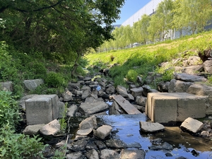 보(洑)·징검다리로 물길 막힌 인천 하천…“물고기 이동하는 통로 지켜야”