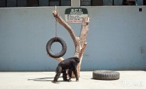 전시·오락 용도로 철창에 갇혀온 동물들… "우리는 무슨 죄입니까" [시대착오 동물원, 존폐를 묻다·(2-1)]