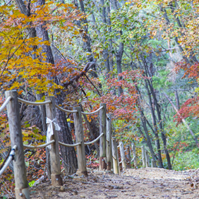 단풍에 물들러… 그 숲에 가고 싶다